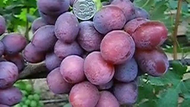 Виноград Эверест 2018 смотреть онлайн