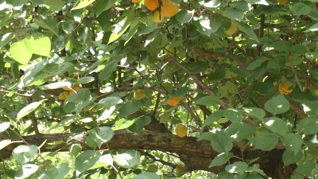 Будущий урожай смотреть онлайн