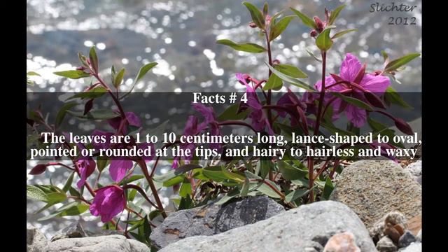 Chamerion Latifolium Top # 7 Facts