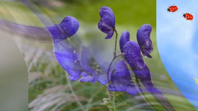 АКОНИТ, или БОРЕЦ (ACONITUM) сем. Лютиковые смотреть онлайн