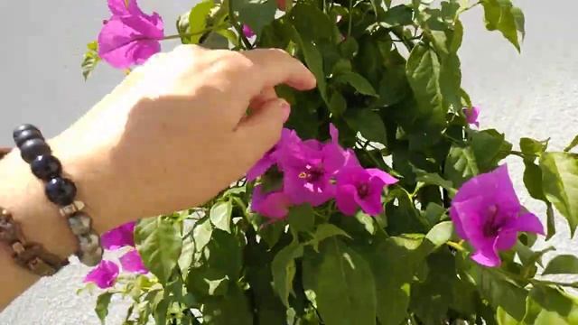 Бугенвилии,  как заставить цвести!  Очень просто!