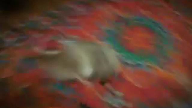 кошка Машка упала на бок смотреть онлайн