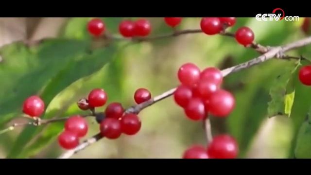 Красочные осенние пейзажи на горе Фэнхуан города Учан провинции Хэйлунцзян смотреть онлайн