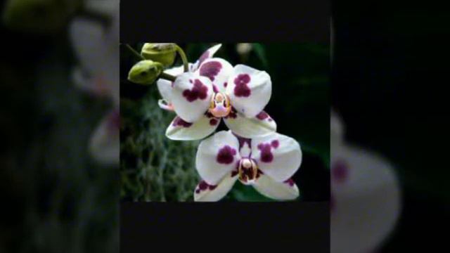 Топ 5 красивых орхидей смотреть онлайн