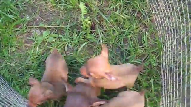 Той-терьеры на продажу 89164447722 смотреть онлайн