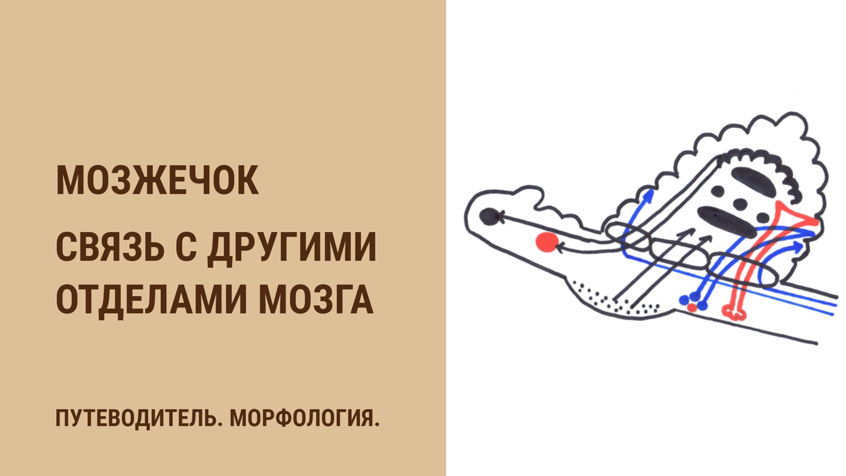 Мозжечок. Связь с другими отделами смотреть онлайн