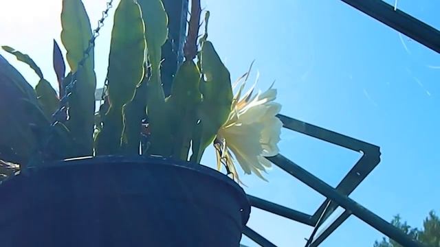 Other Greenhouse Plants