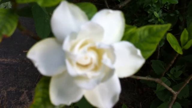 Flower Blooming  Gardenia In Bloom 5year Old Plant July13 2014