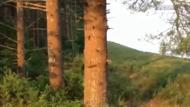 Не устаю смотреть это видео клондайк тв смотреть онлайн