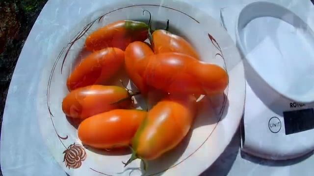 Томат Мидас смотреть онлайн