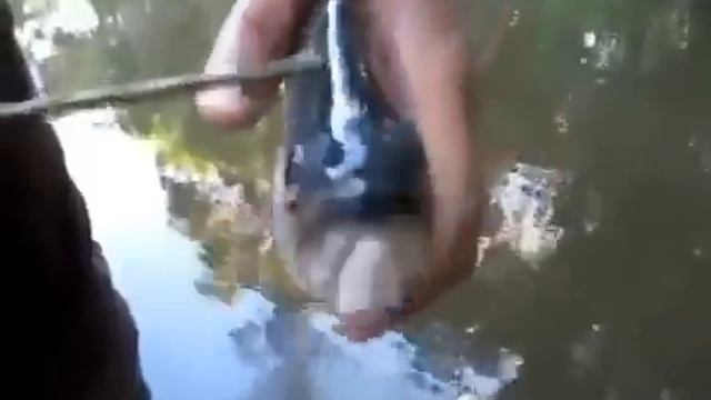 Укус пираньи! Жесть! смотреть онлайн