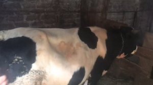 Как правильно давать мел телятам бычкам