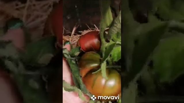 ОБЗОР СОРТОВЫХ ТОМАТОВ КОЛЛЕКЦИЯ ЛИПАТОВОЙ АНАСТАСИИ ВАЦАП ДЛЯ ЗАКАЗА КАТАЛОГА 89152458159 ПИСЬМЕНН смотреть онлайн