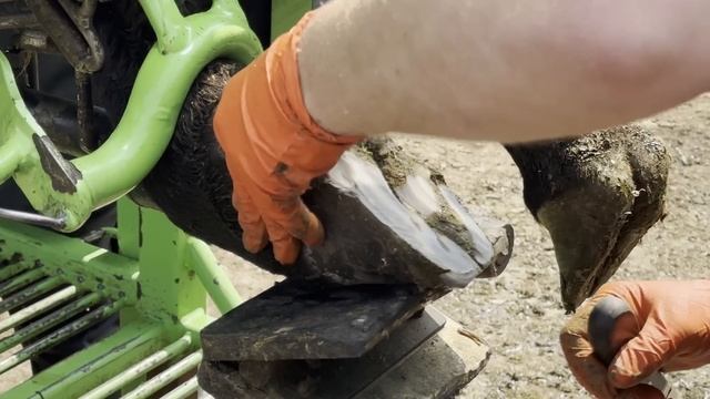 HUGE cow's HOOF hides a SORE SECRET! смотреть онлайн