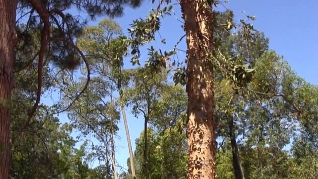Agathis robusta the Kauri Pine смотреть онлайн