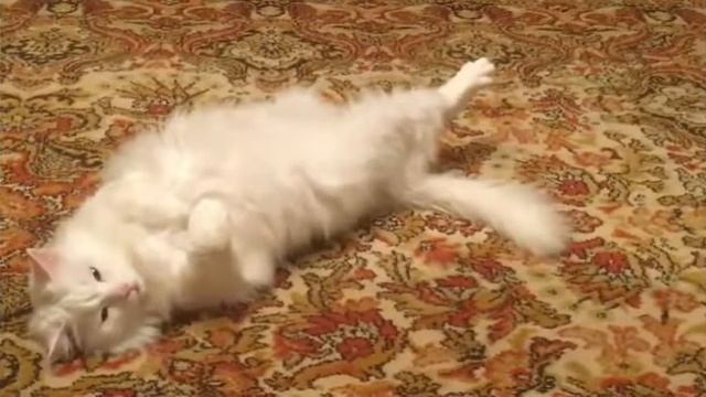 Мастер Класс Медитации от Пушка смотреть онлайн