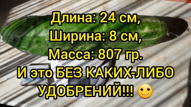 Огурец-молодец :) смотреть онлайн