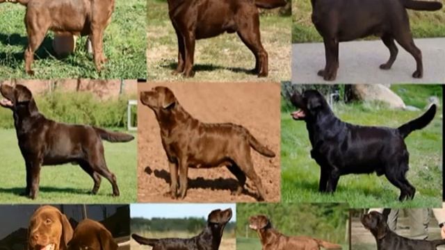 Коричневый лабрадор, палевый, светлый и другие окрасы смотреть онлайн