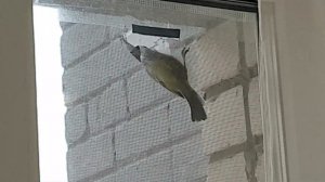 Так вот кто портит москитные сетки!?Птицы разрывают сетку на части даже не стесняясь, что из снимаю