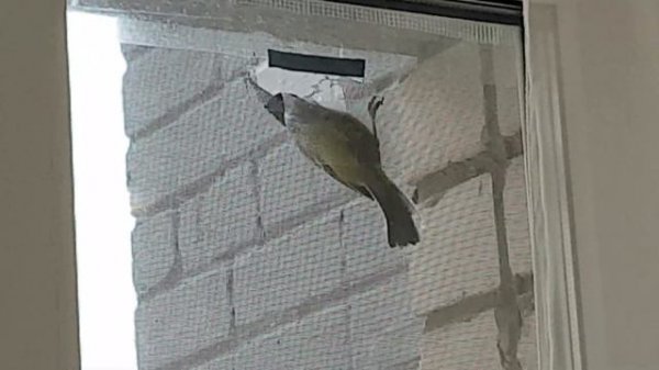 Так вот кто портит москитные сетки!?Птицы разрывают сетку на части даже не стесняясь, что из снимаю