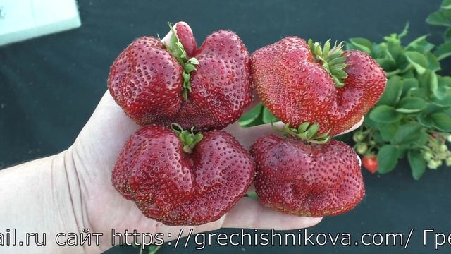 ВЕЛИКОБРИТАНИЯ позднеспелый сорт гигант смотреть онлайн