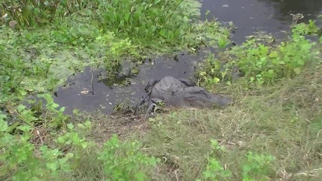 Охота на крокодилов! смотреть онлайн