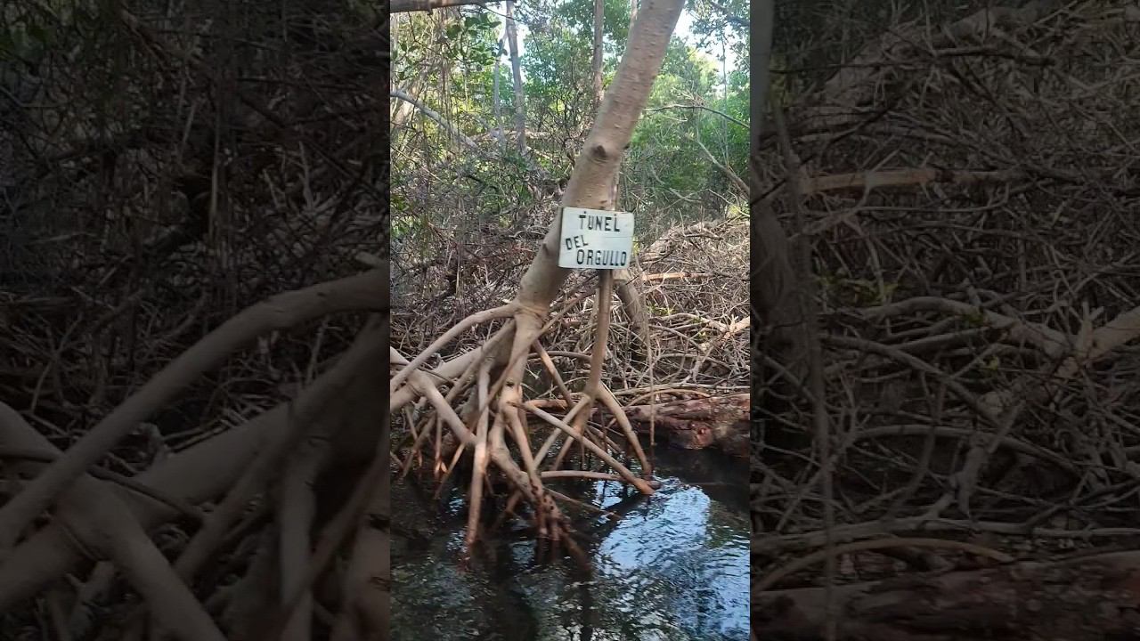 Мангровые заросли в лагуне Ла Рестинга - остров ️ Маргарита смотреть онлайн