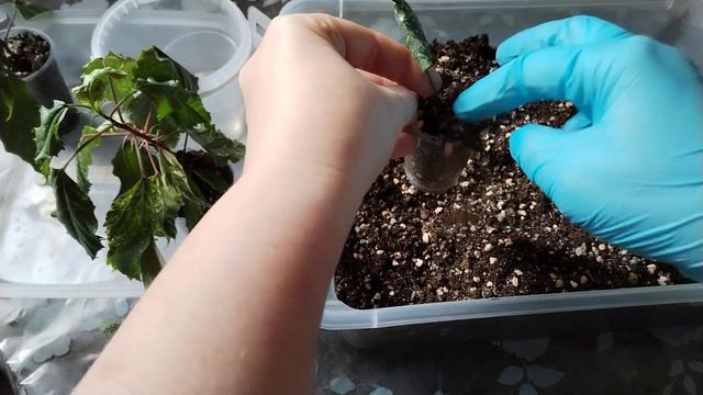 Очередные укореняшки. смотреть онлайн