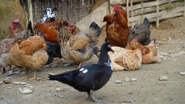 5 Days: Build Bamboo House For Peafowl Bird - Start To Finish | Lý Thị Ca