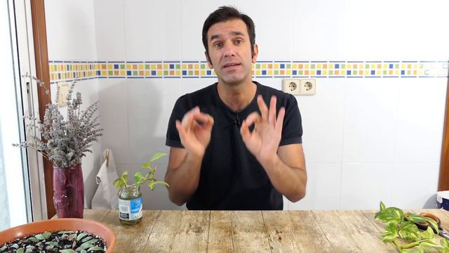 ESTA PLANTA LIMPIA EL AIRE DE TU CASA: reproduce cualquier POTHOS || en20metros смотреть онлайн