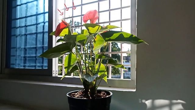 How Do You Fix Yellow Anthurium Leaves ?