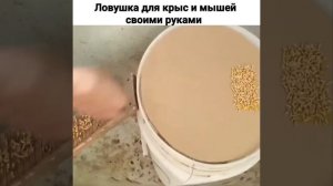 Ловушка для крыс и мышей своими руками