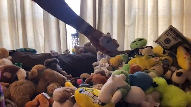 When a Hoarder TRIES the KonMari Method on Plushies & Books! DeClutter Clean Out Playroom Part 13 смотреть онлайн