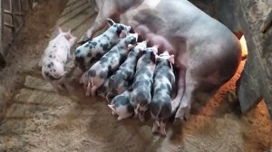 Глистогонка  у Поросят//Какой Способ Самый Эффективный?! Как я Это Делаю...