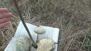 Сажаю Белые акации в поле. Проверка осенней посадки/I plant white acacia in the field