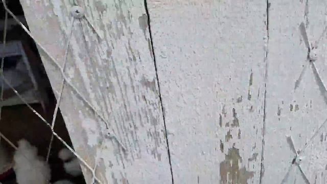 Страусиная ферма в Гафурийском районе - это уже целый зоопарк. смотреть онлайн