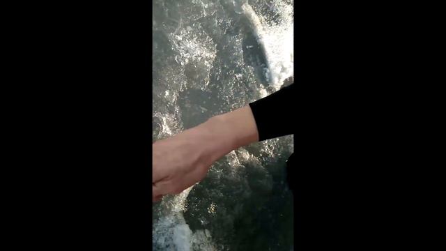 Опять ТАЙМЕНЬ?! ОНИ МЕНЯ ПРЕСЛЕДУЮТ!!! смотреть онлайн