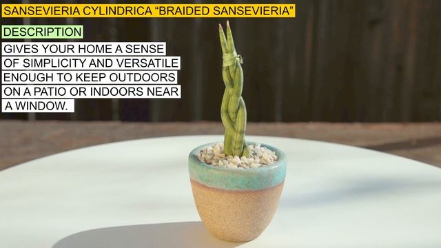 Sansevieria cylindrica “Braided Sansevieria” смотреть онлайн