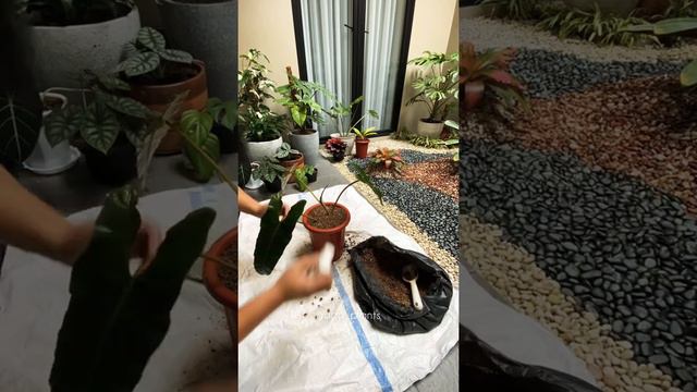 Repotting Philodendron Billietiae [Kabel Busi] #philodendron #plants #garden #flowers смотреть онлайн
