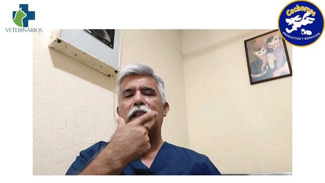 Problemas respiratorios en perros de raza chata. MVZ Eduardo Rosales Cachorros Clínica Veterinaria смотреть онлайн