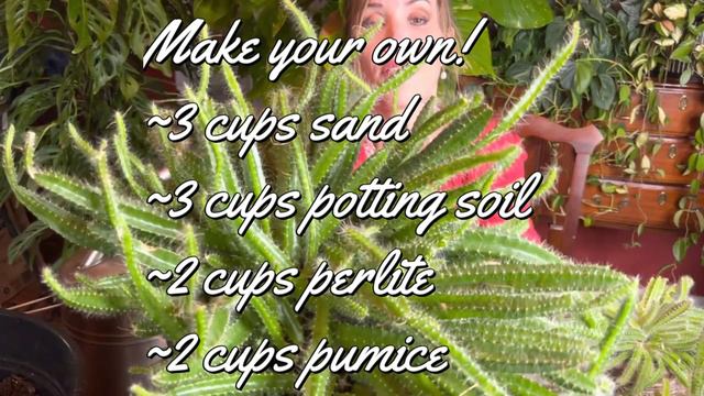 Repot and Propagate a Dog Tail Cactus | Easy Proven Propagation Strategy! Grow a New PlantToday! смотреть онлайн