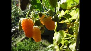 Малина жёлтая. "Золотая Осень" Обзор сорта. #выращиваниемалины, #малина, #всесамисвоимируками.