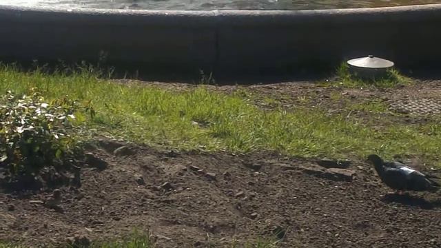 Воробьиная банька у Казанского собора. "Нас фонтаном не соблазнишь!" смотреть онлайн