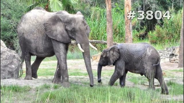 #3804. Слоны (В мире животных) смотреть онлайн