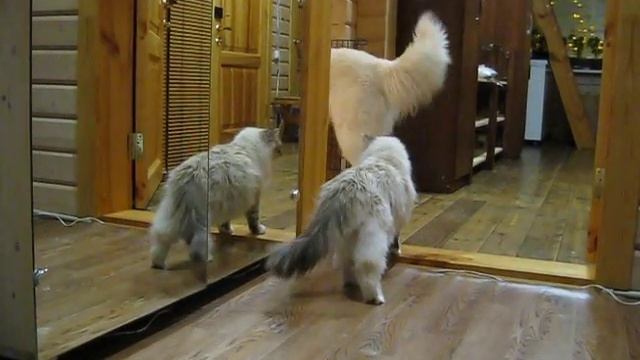 Дружба кошки и собаки ))) Маремма и Сибирячка смотреть онлайн