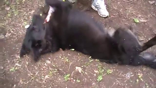 Собачья йога Начальный курс смотреть онлайн