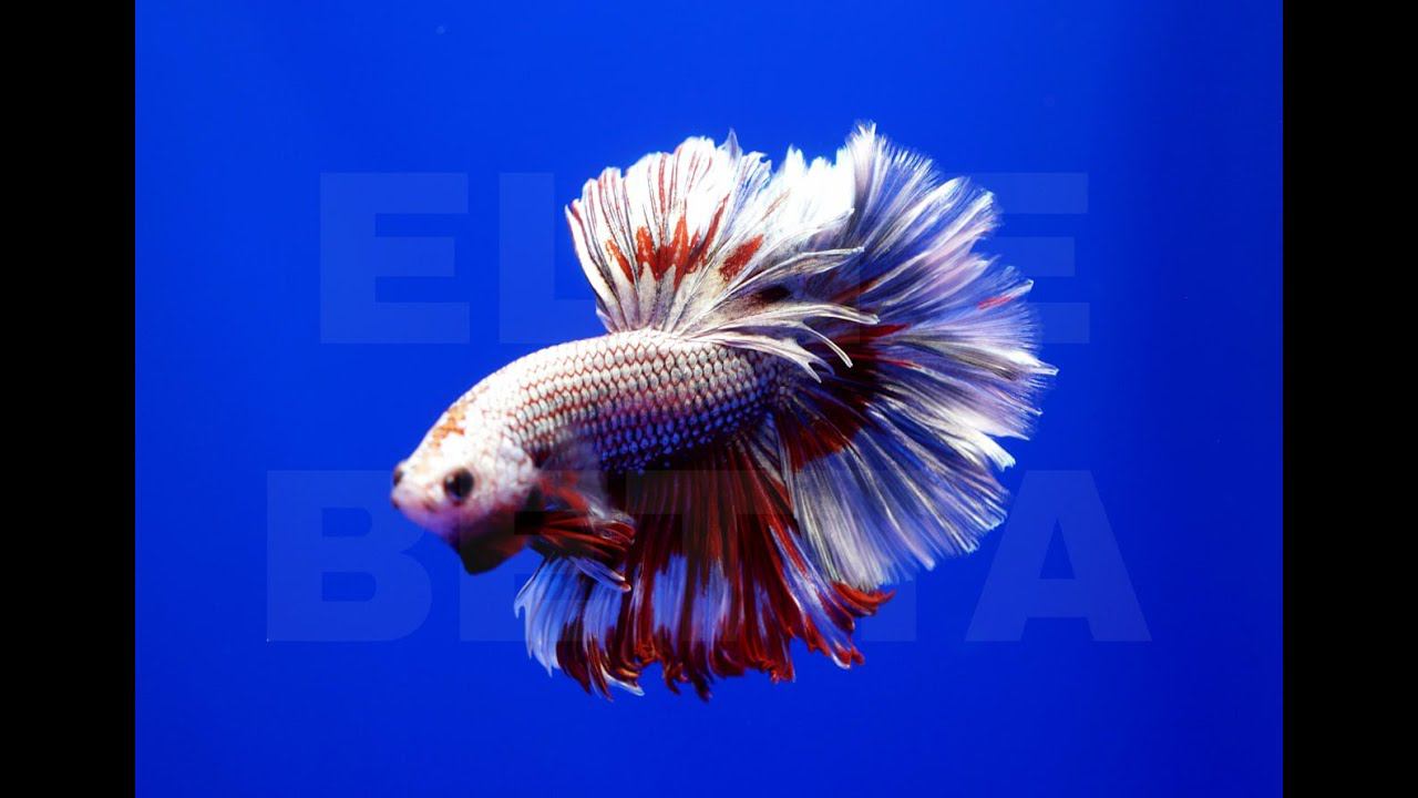 Рыбка петушок дракон самцы #bettafish #betta #aquariumfish #петушок #аквариумныерыбки #рыбка