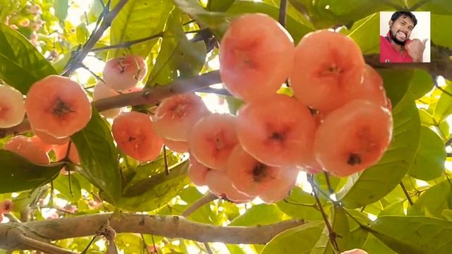 Java apple Tree look this video.com смотреть онлайн