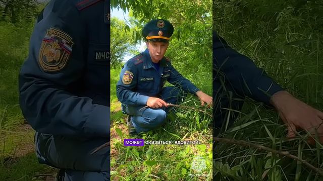 Сотрудники МЧС России напоминают о правилах поведения при встрече с рептилией смотреть онлайн