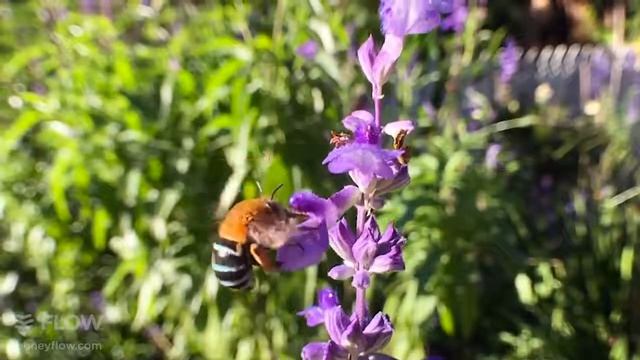 Голубая полосатая пчела собирает нектар из цветов шалфея смотреть онлайн